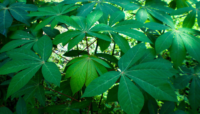 Manfaat Daun Singkong untuk Kesehatan dan&nbsp;Kecantikan
