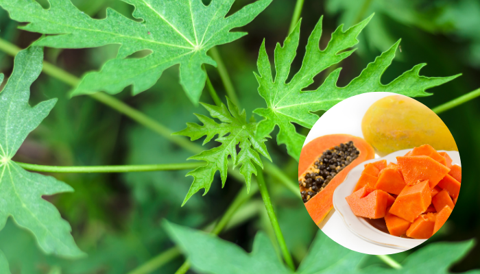 Mengolah Daun Pepaya Untuk Penderita Diabetes Tanpa&nbsp;Obat